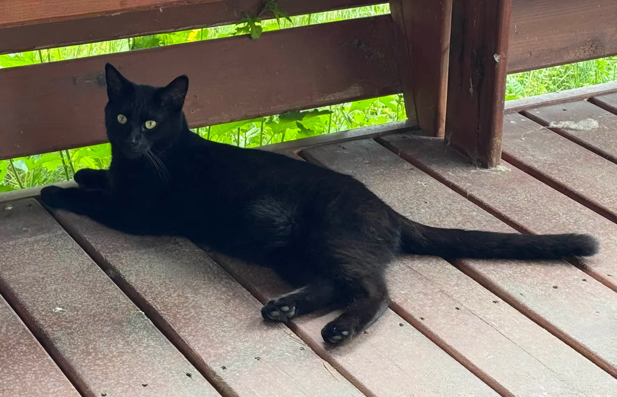 Boo the cat
